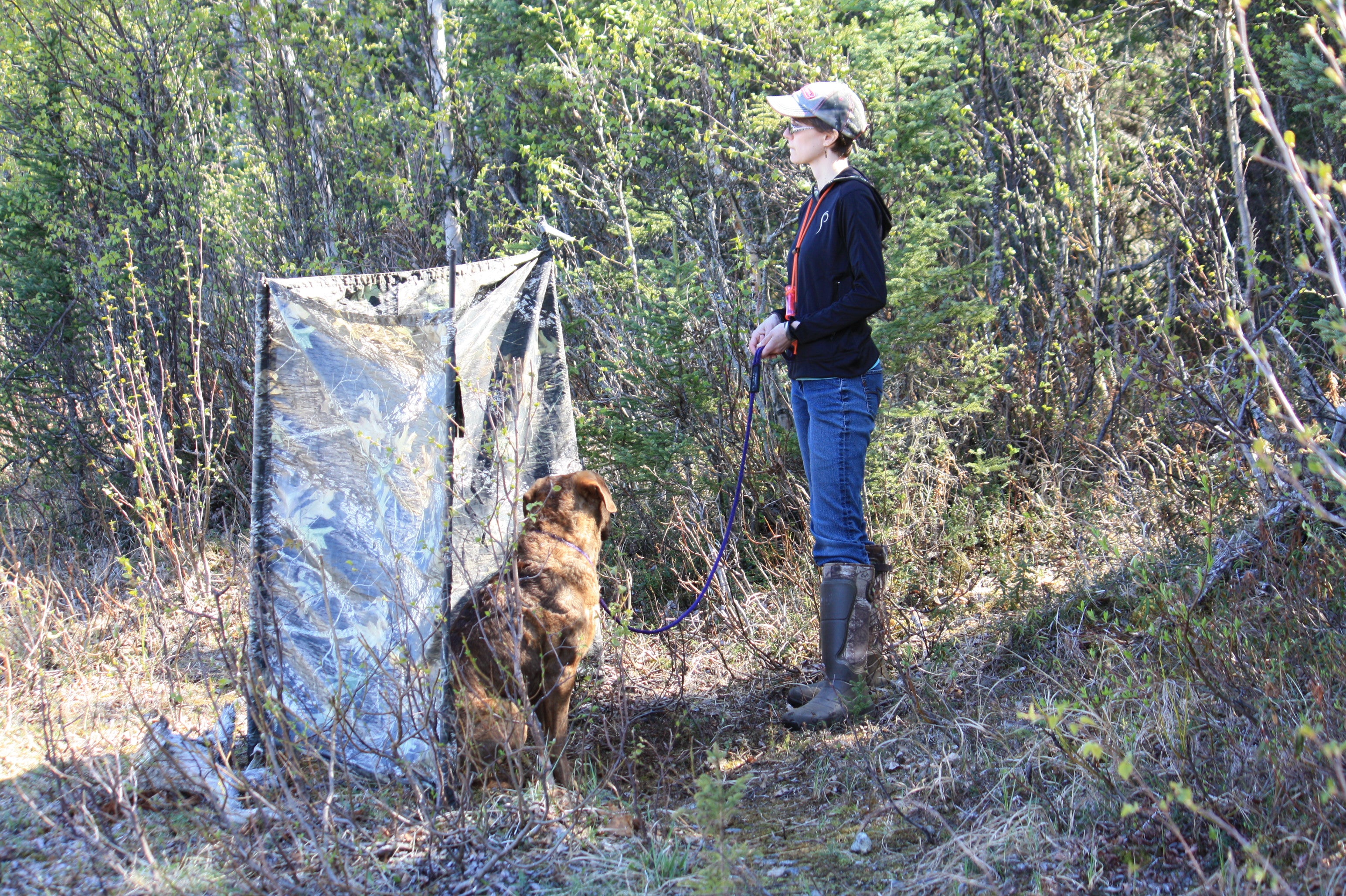 From The Prois Prois...Of Hunts And Hunt Tests!